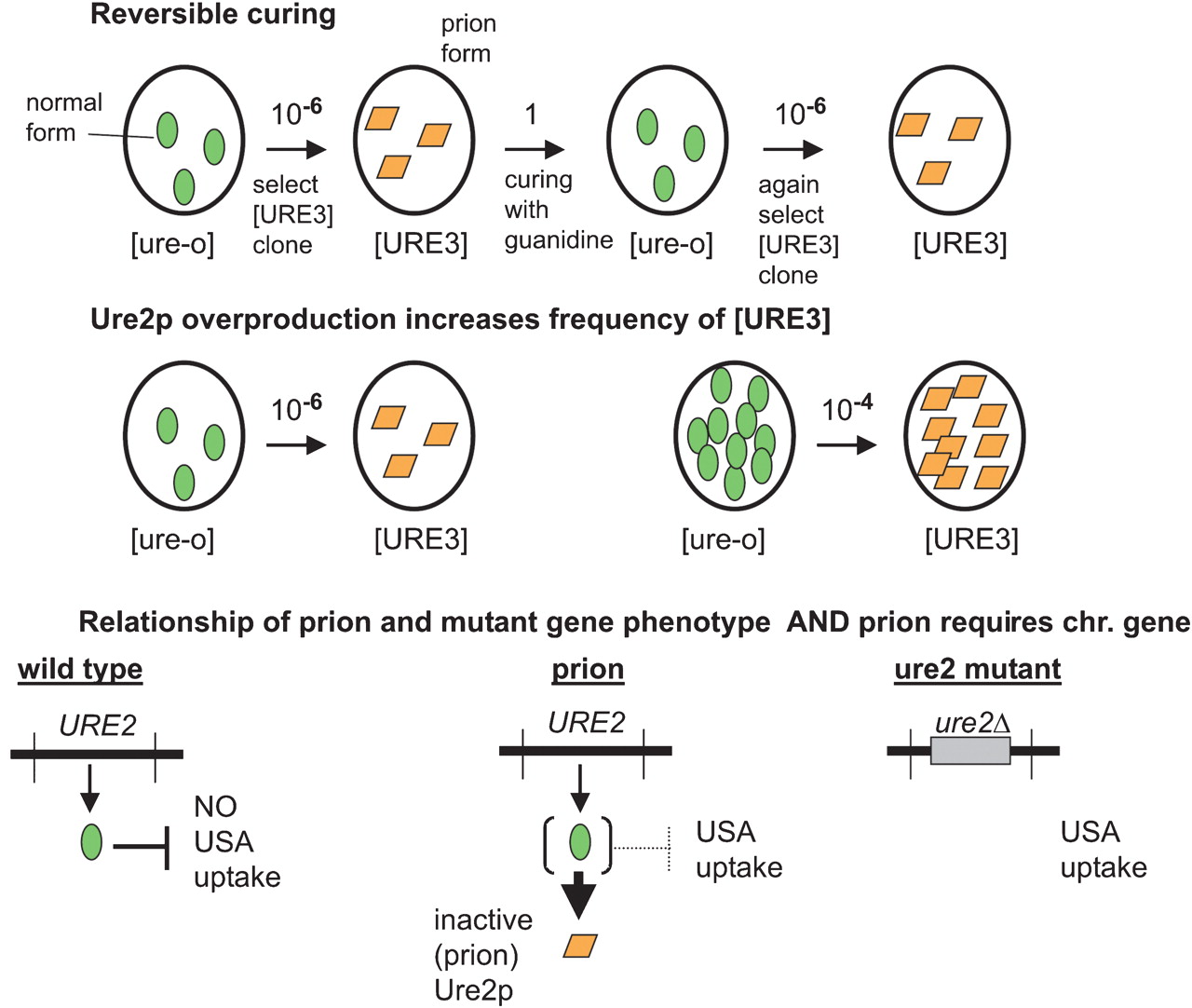Prions proteins as genes and infectious entities