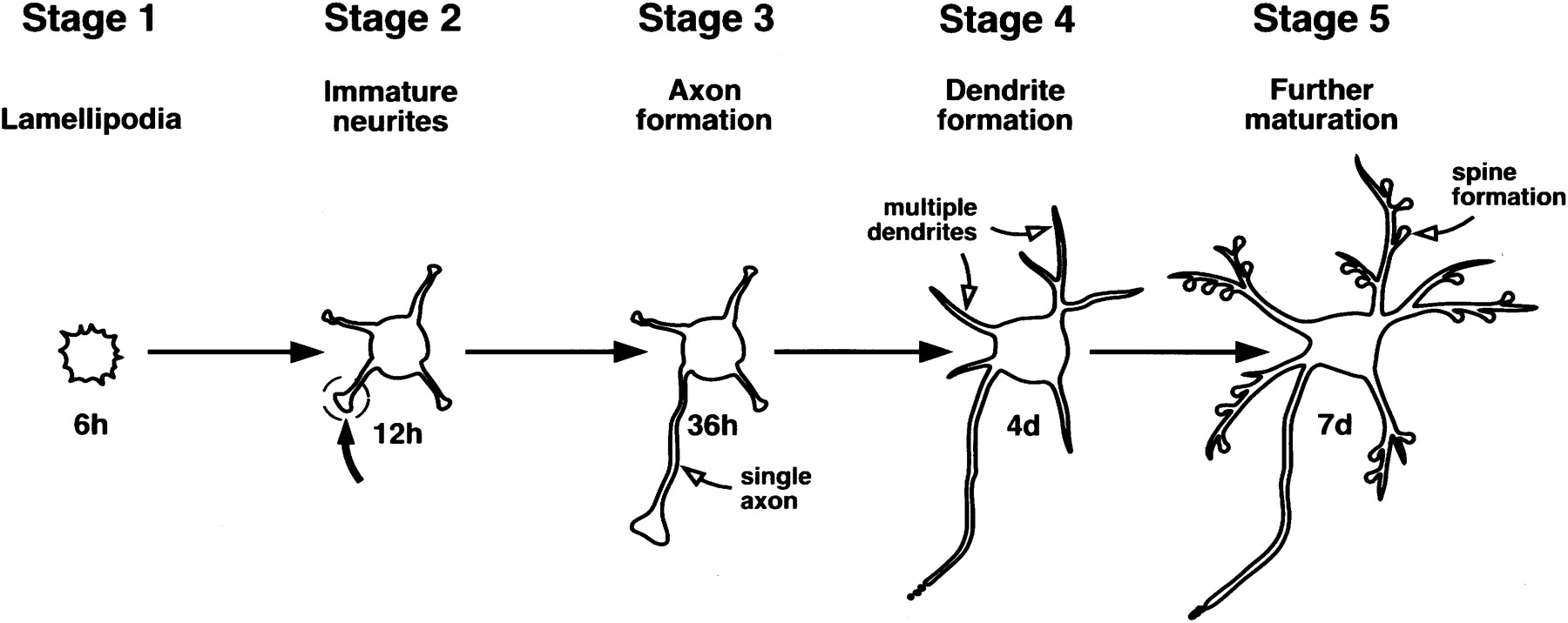 The role of the Rho GTPases in neuronal development