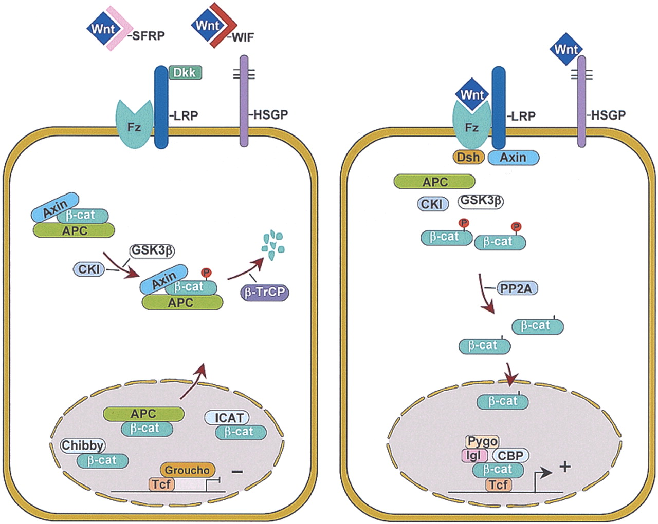 Wnt signaling in the intestinal epithelium from endoderm to cancer