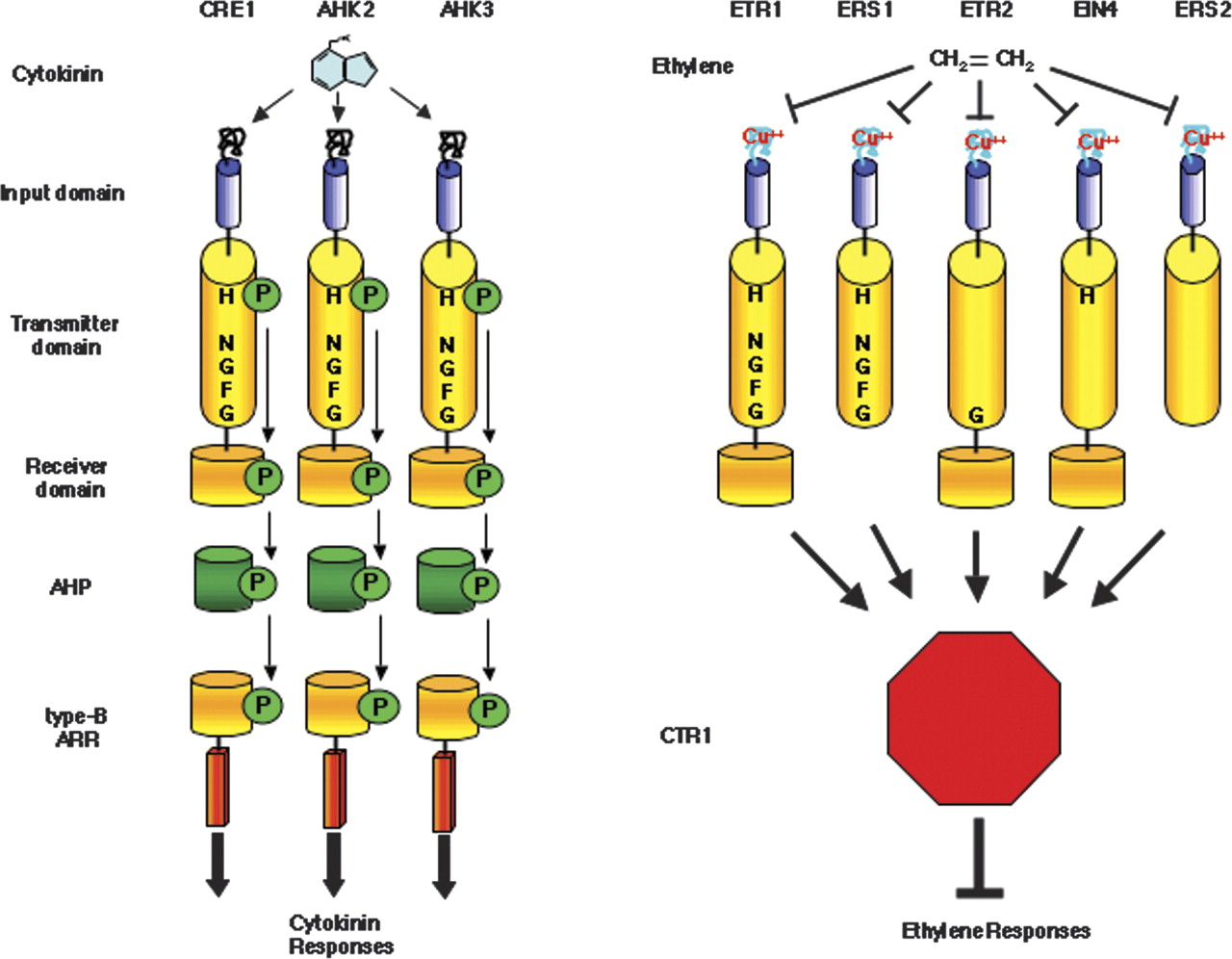 Plant hormone receptors perception is everything