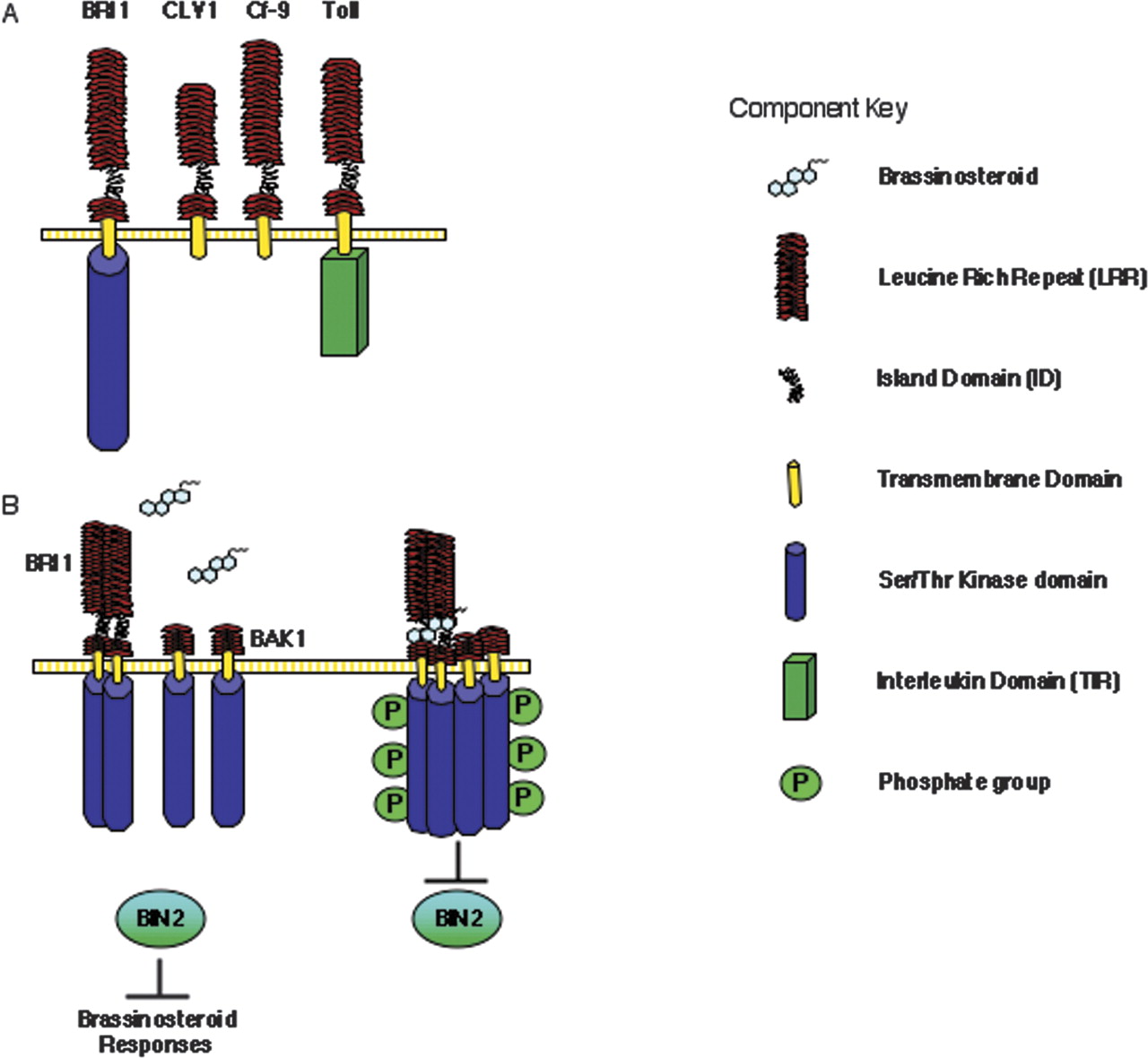 Plant hormone receptors perception is everything