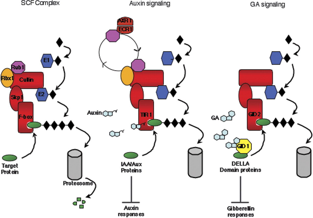 Plant hormone receptors perception is everything