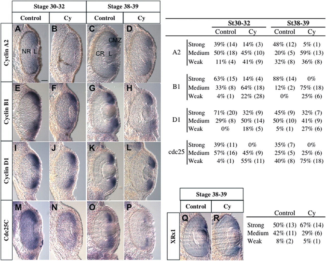Hedgehog signaling and the retina insights into the mechanisms