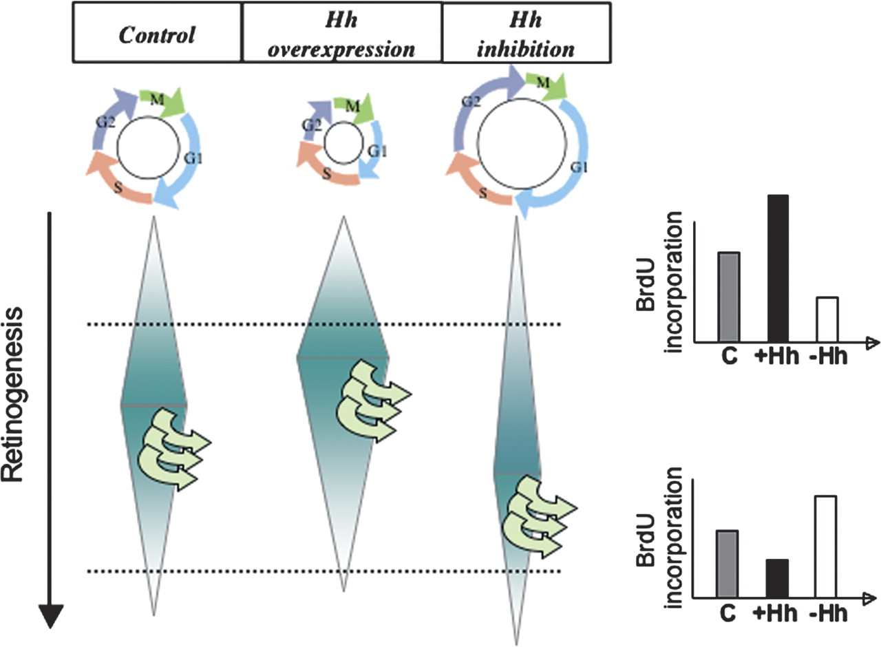 Hedgehog signaling and the retina insights into the mechanisms