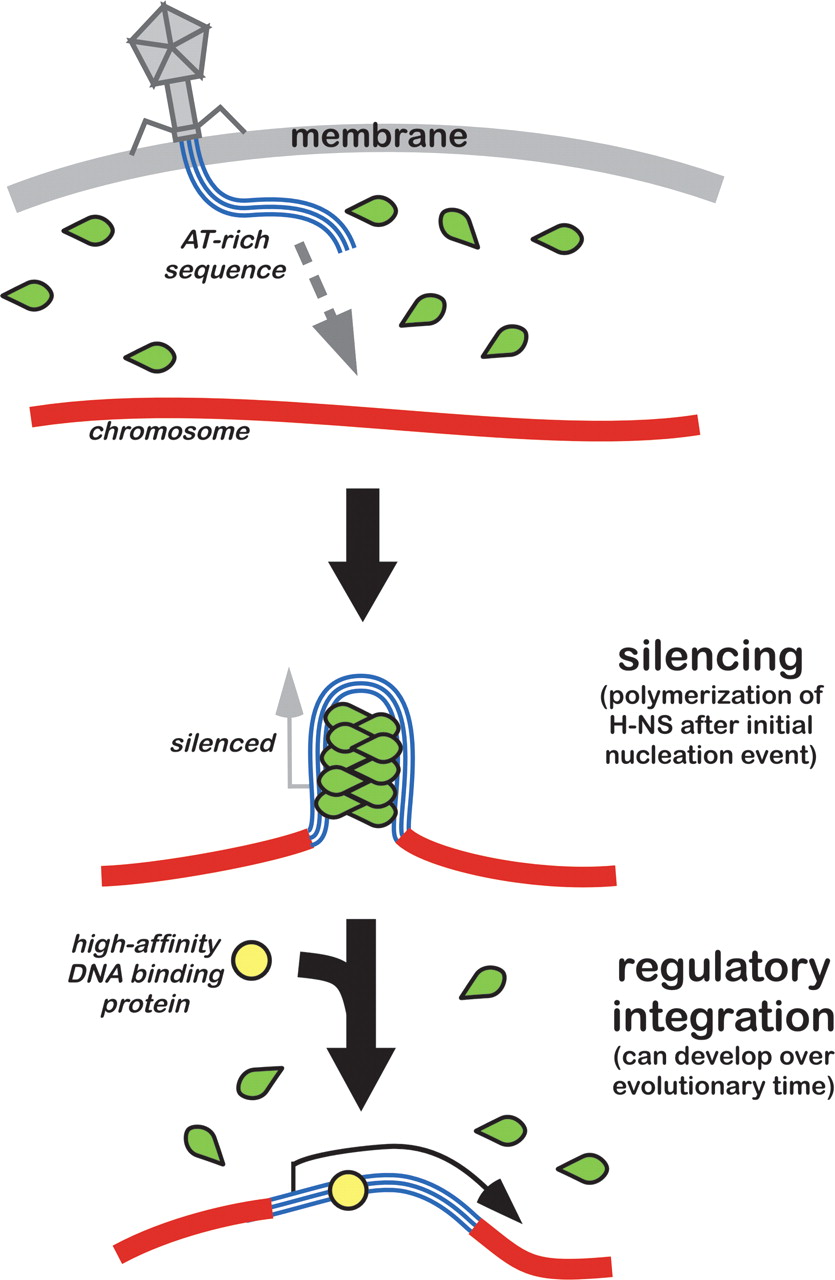 Silencing of xenogeneic DNA by HNS—facilitation of lateral gene