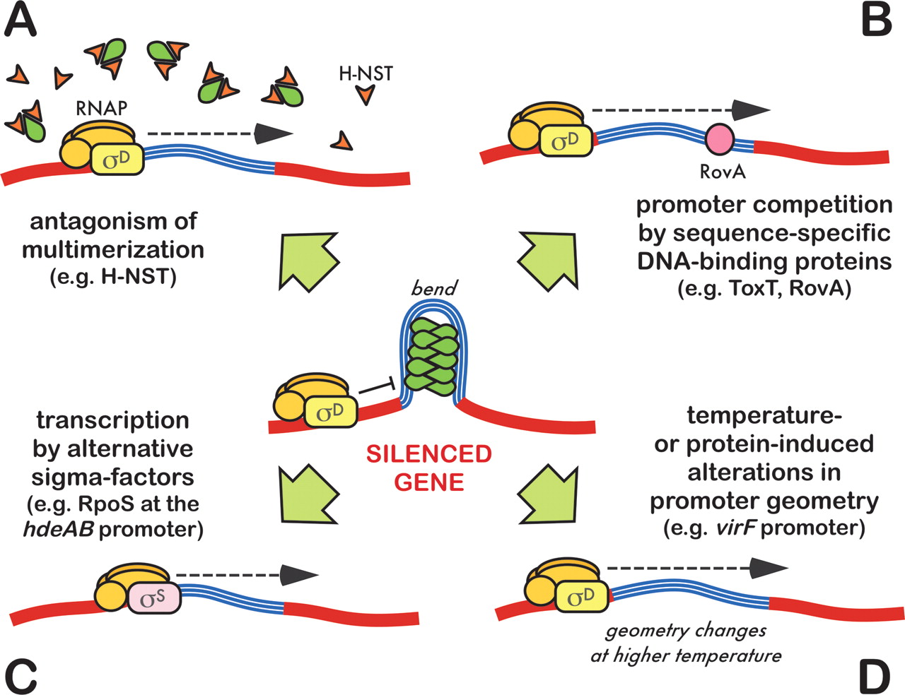 Silencing of xenogeneic DNA by HNS—facilitation of lateral gene