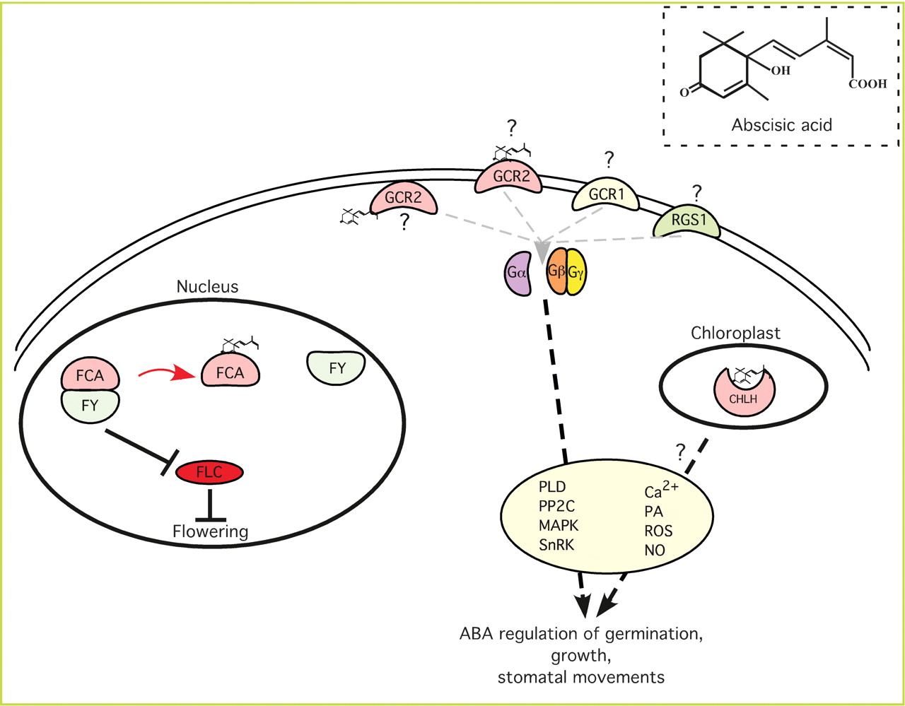 Plant hormone receptors new perceptions