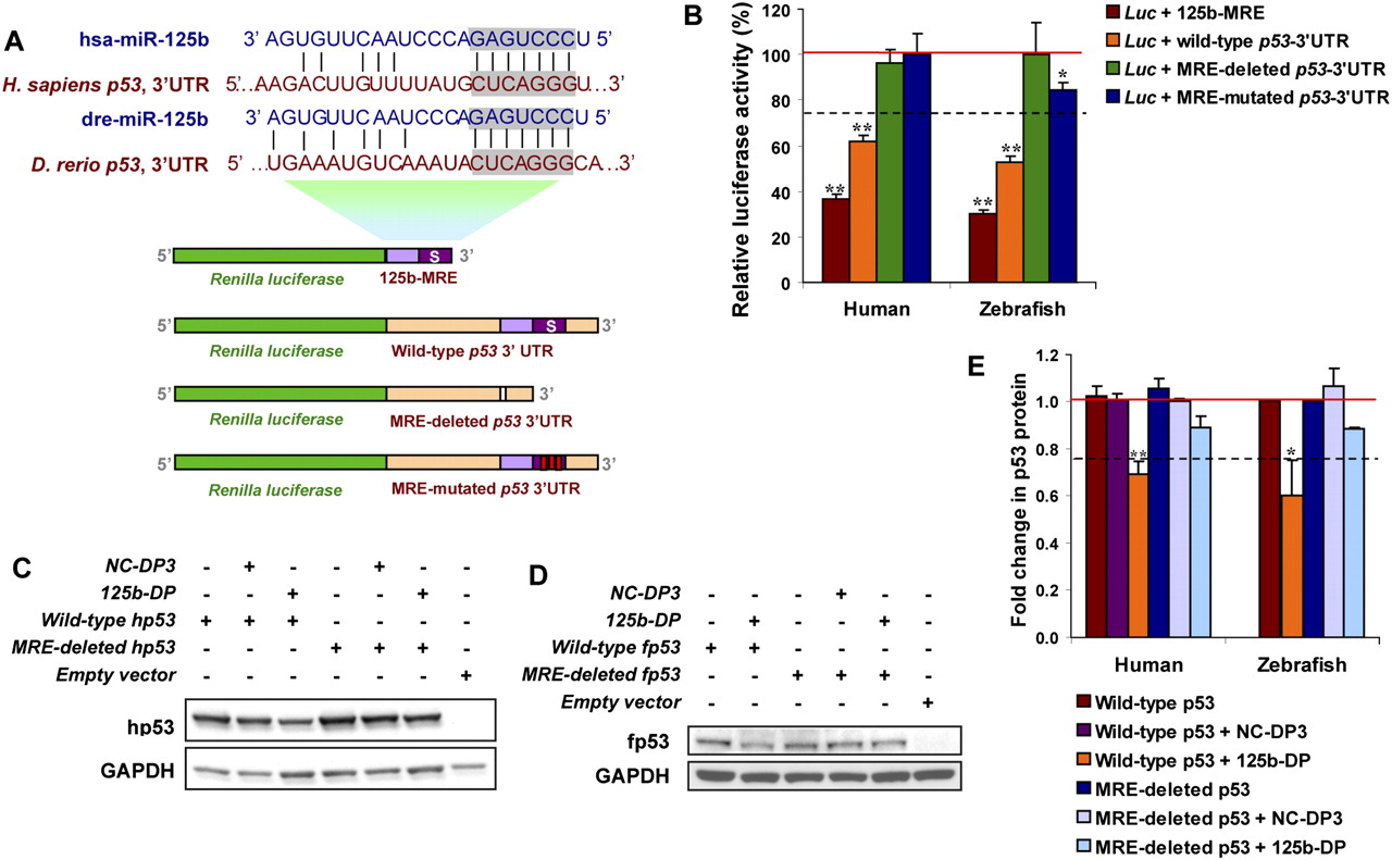 MicroRNA125b is a novel negative regulator of p53