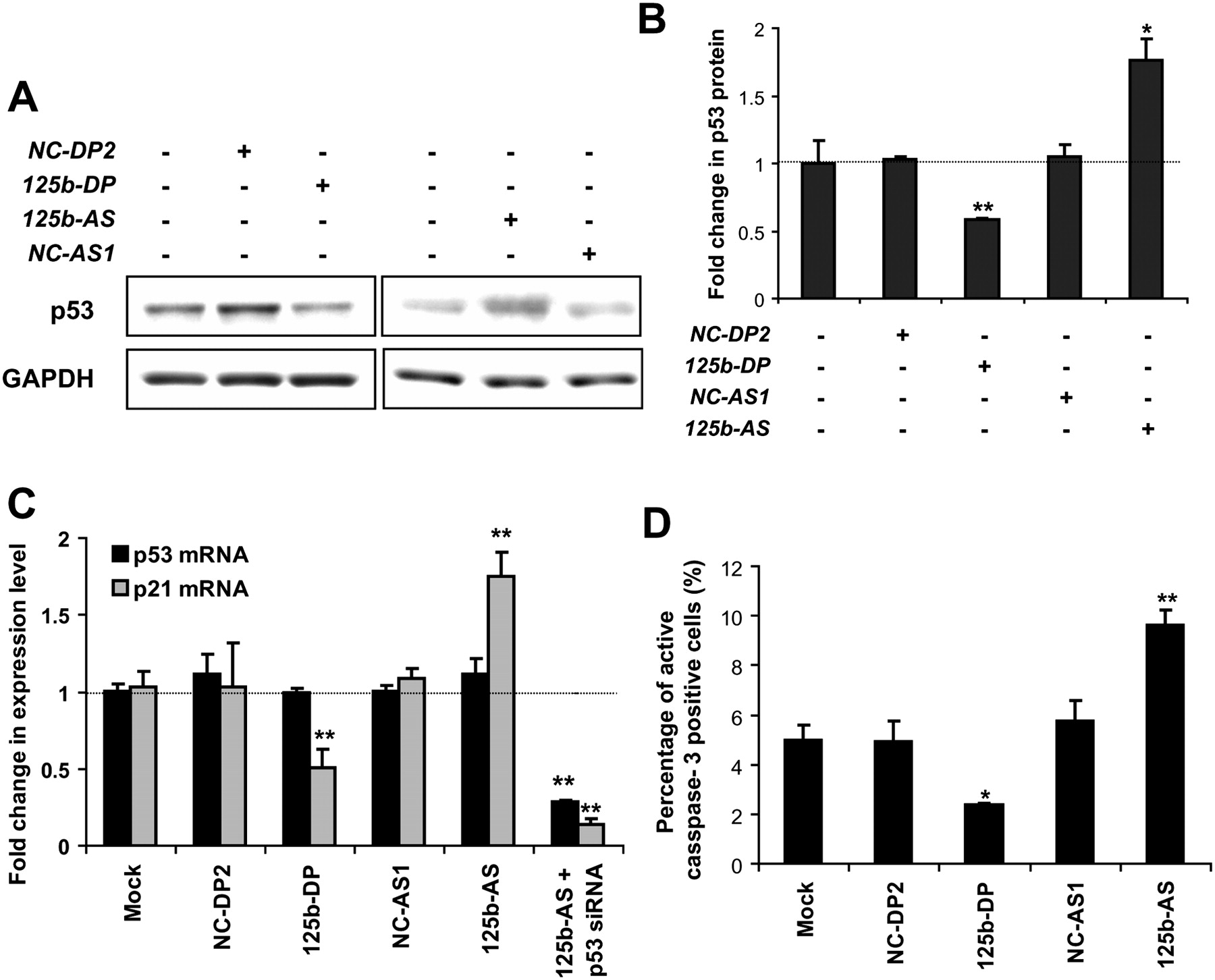 MicroRNA125b is a novel negative regulator of p53