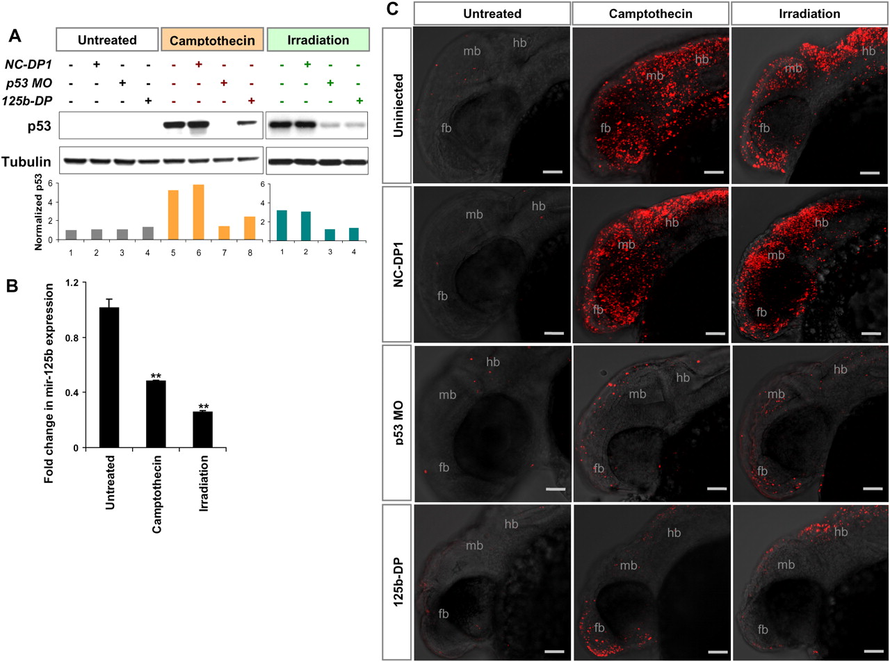 MicroRNA125b is a novel negative regulator of p53