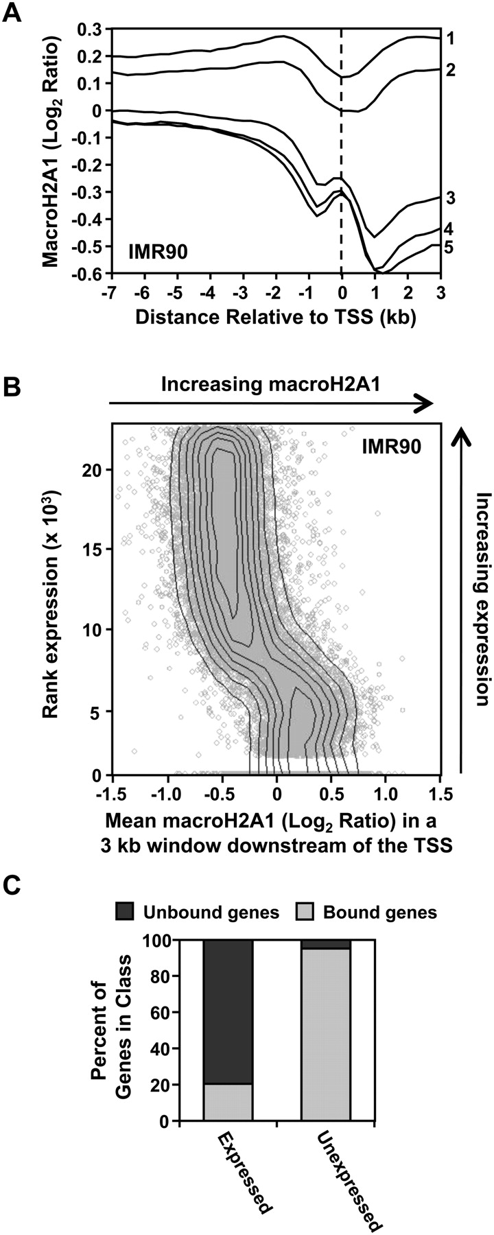 The histone variant macroH2A1 marks repressed autosomal chromatin, but