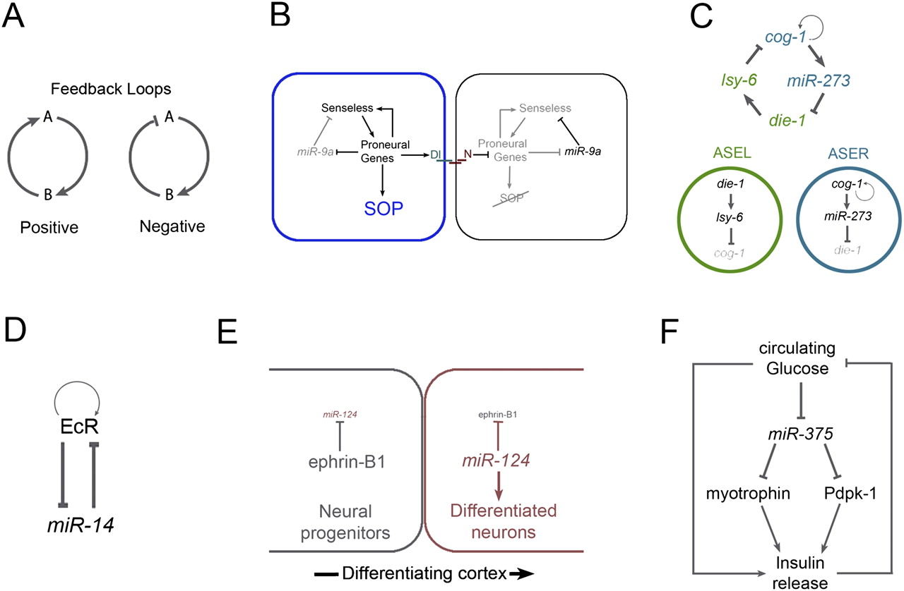 MicroRNAs and gene regulatory networks managing the impact of noise in