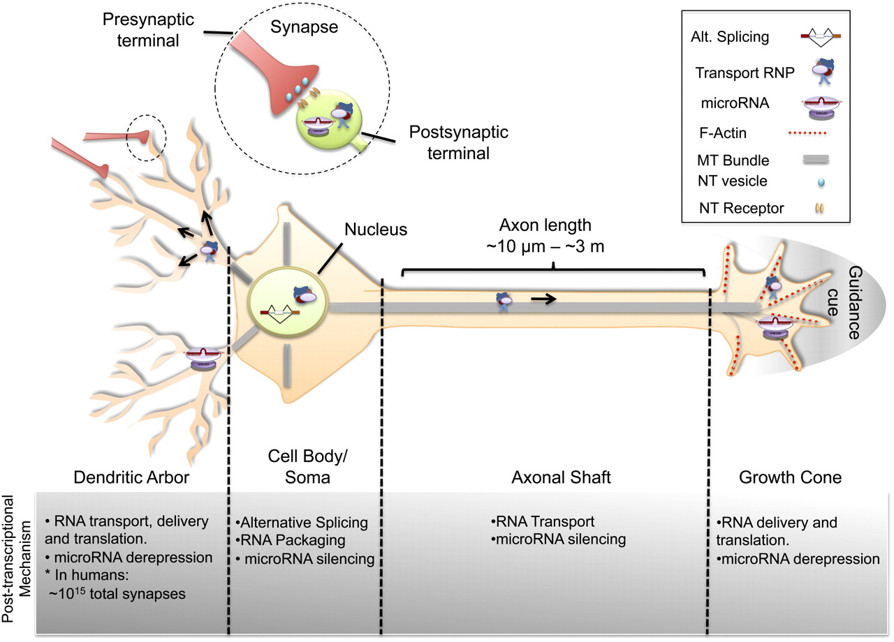 Understanding neuronal connectivity through the posttranscriptional