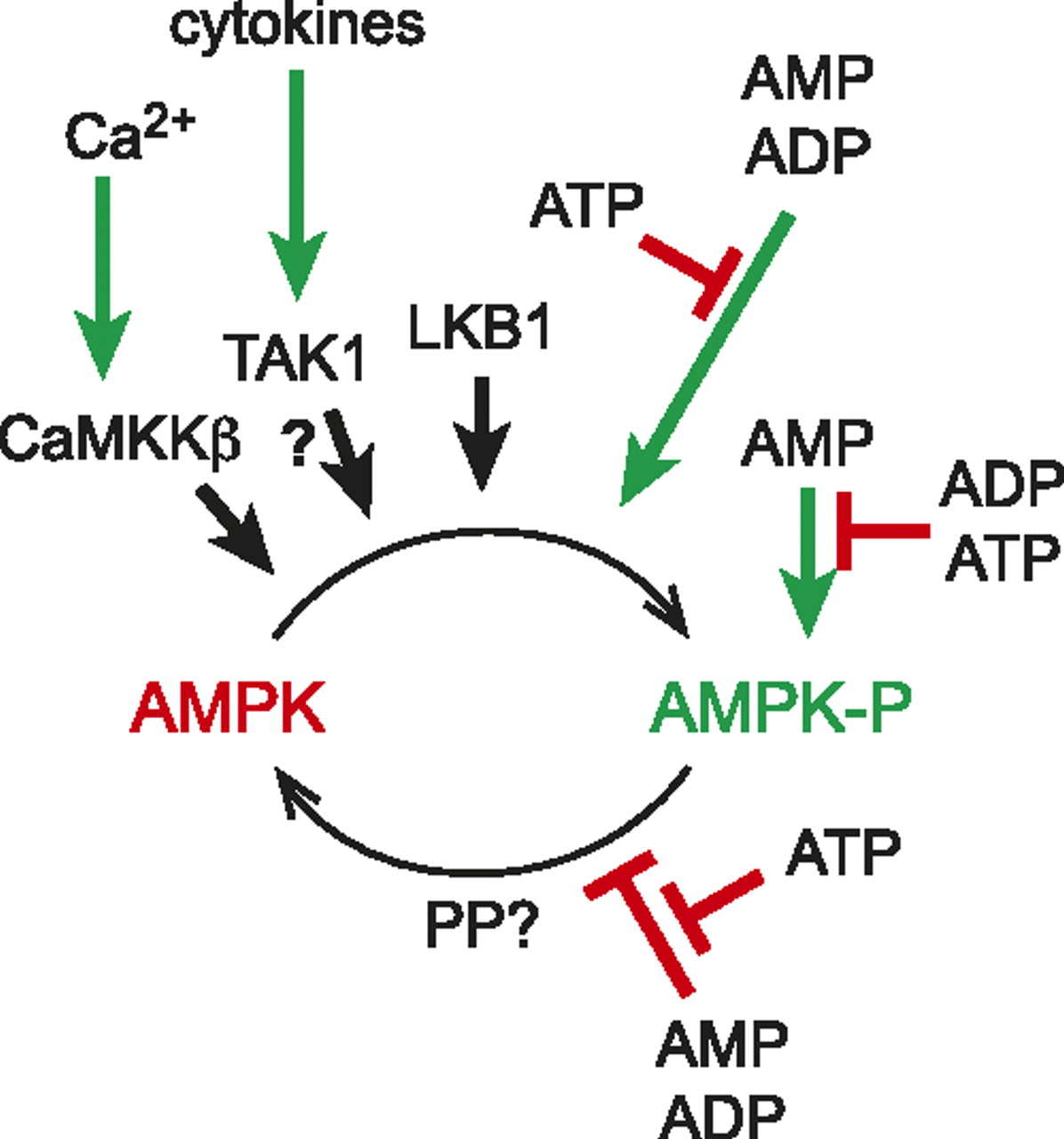 AMPactivated protein kinase—an energy sensor that regulates all