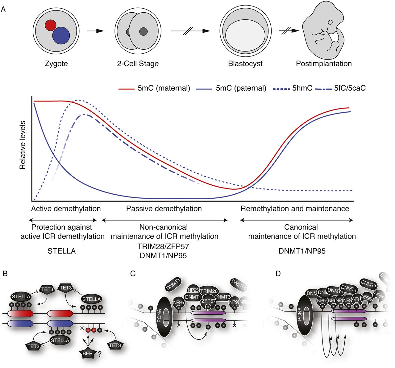DNA methylation dynamics during reprogramming in the