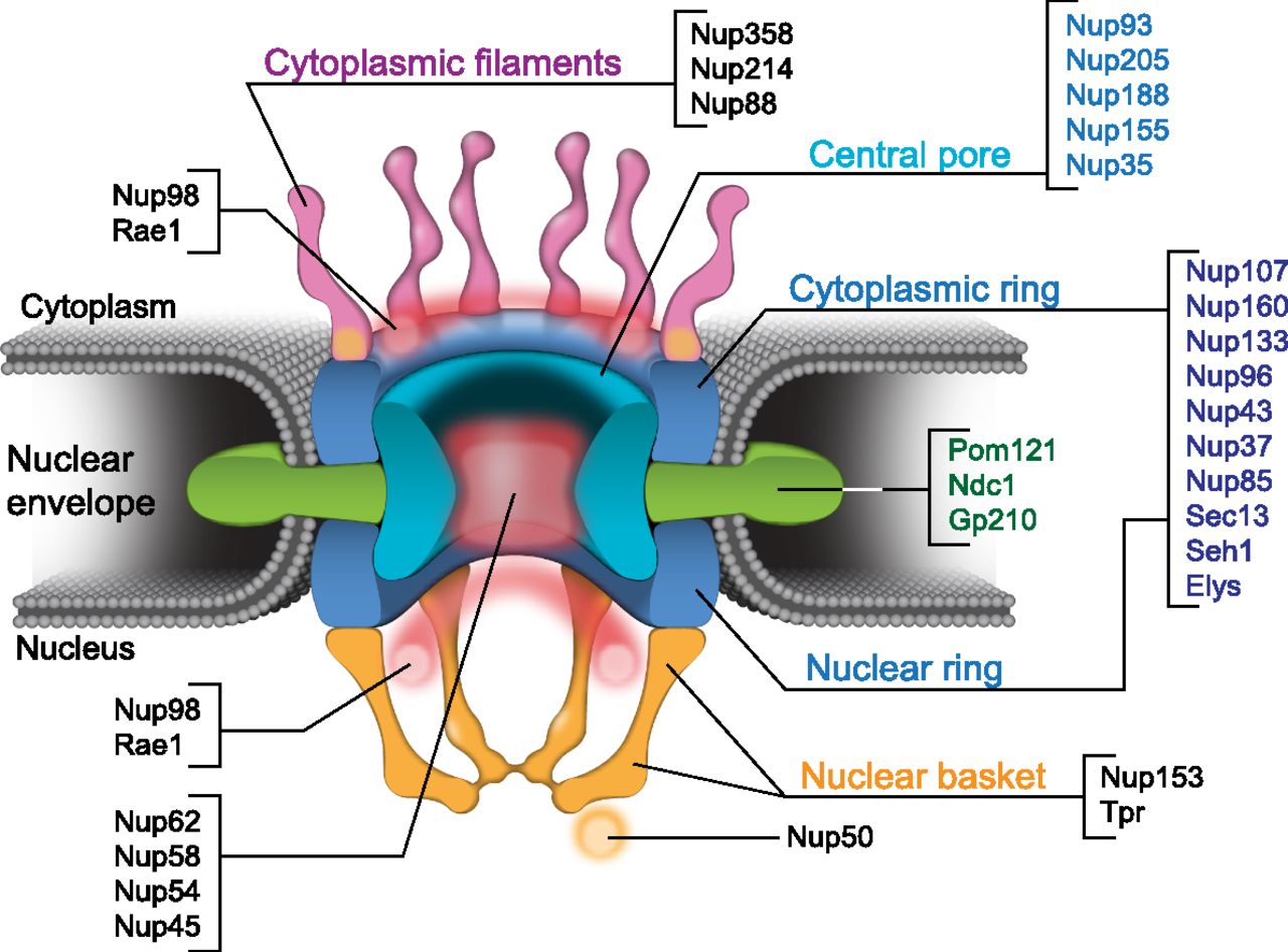 Nuclear pore proteins and the control of genome functions