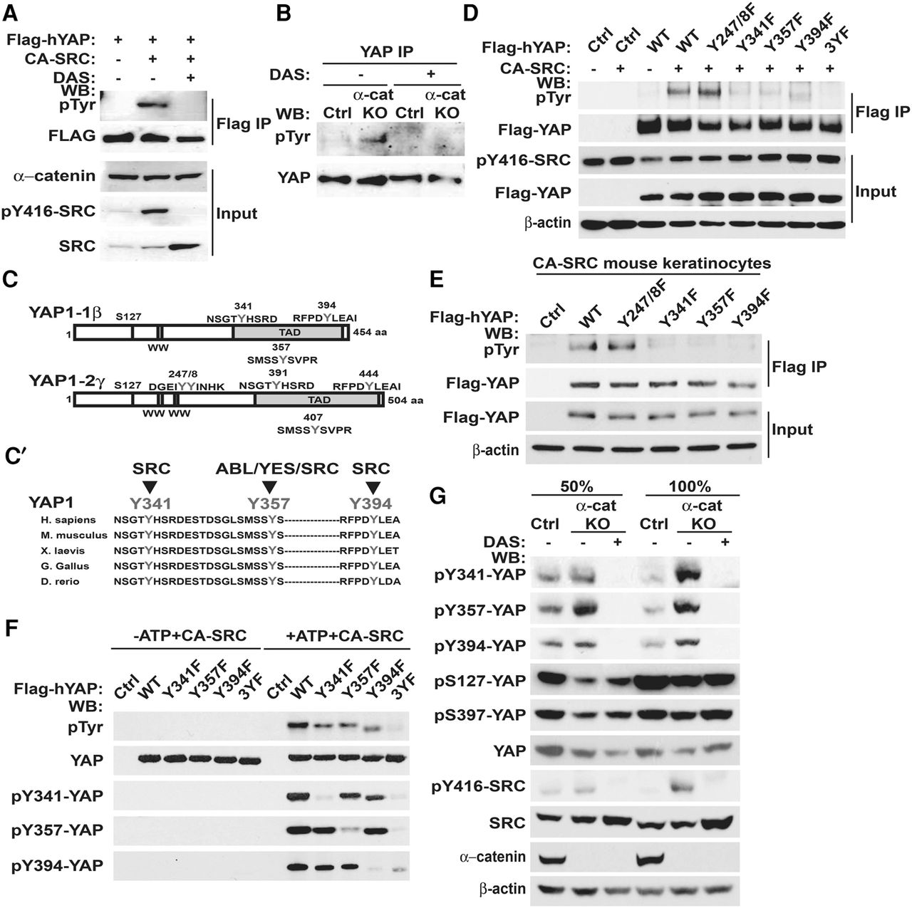 αE-catenin inhibits a Src–YAP1 oncogenic module that couples tyrosine