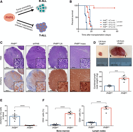 PHF6 regulates phenotypic plasticity through chromatin organization