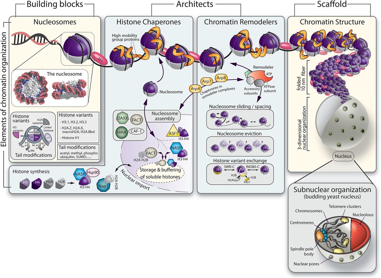 Chromatin and nucleosome dynamics in DNA damage and repair