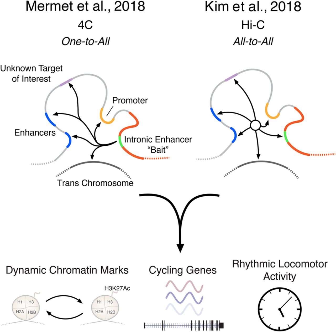 A day in the life of chromatin how enhancerpromoter loops shape daily