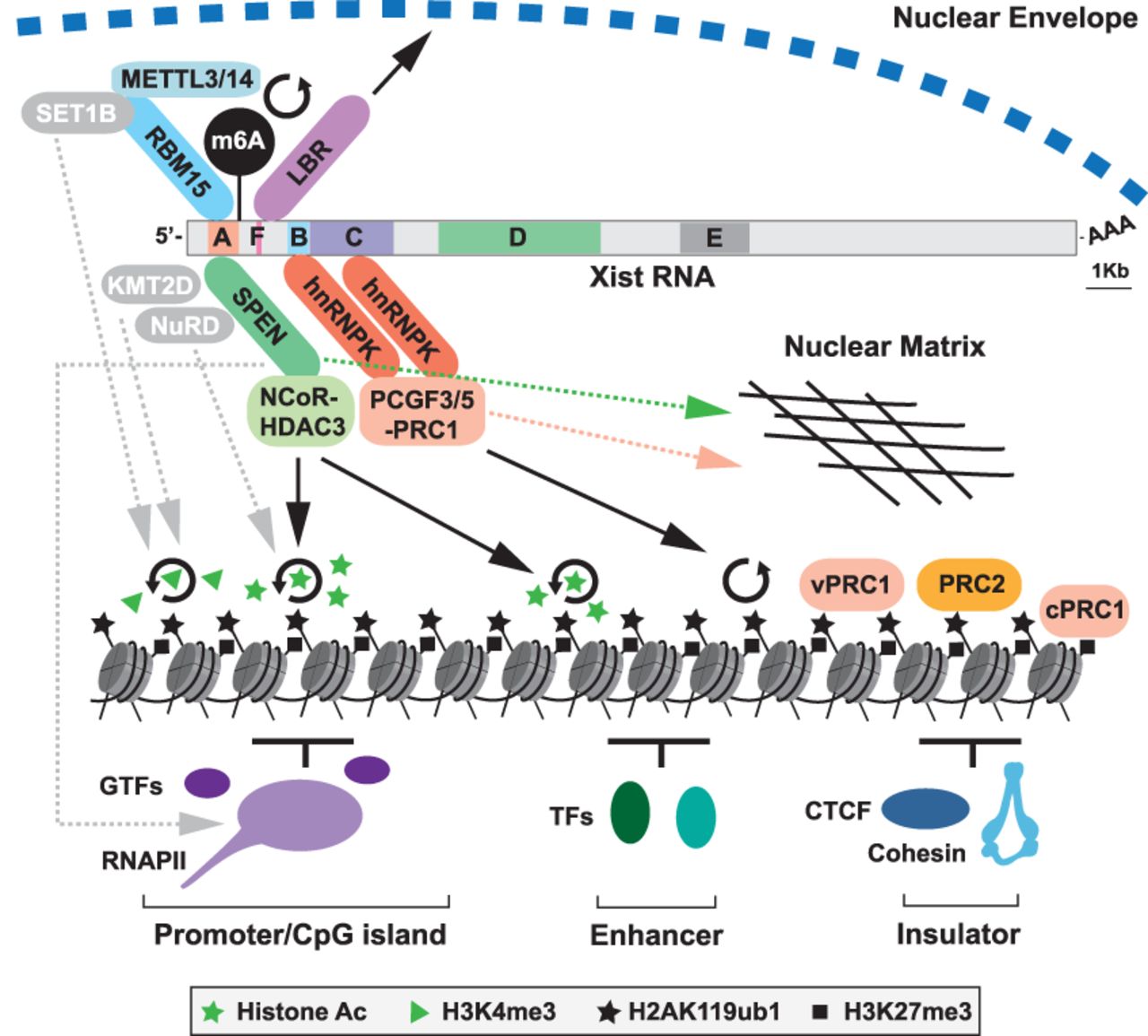 Progress toward understanding chromosome silencing by Xist RNA