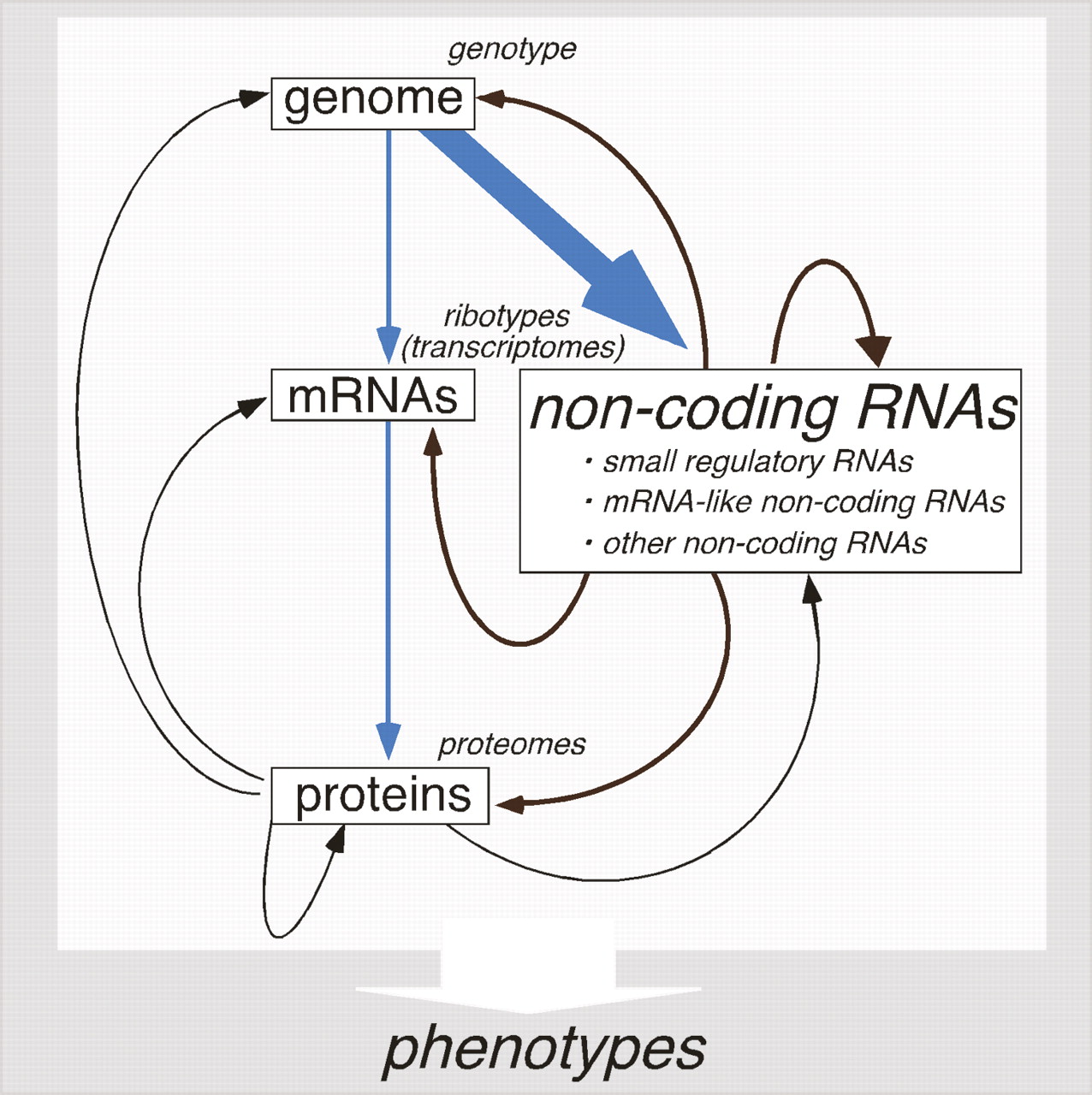 Expanding RNA physiology microRNAs in a unicellular organism