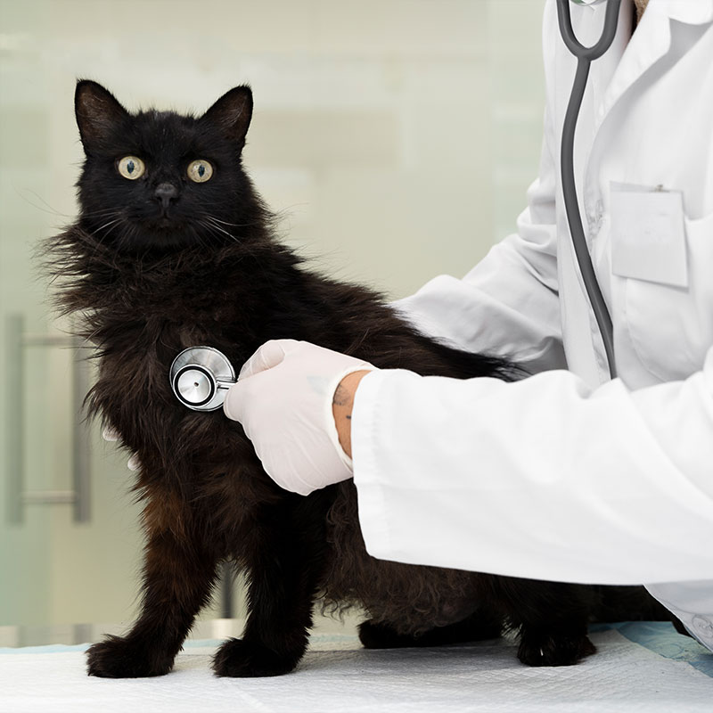 Genesee Veterinary Hospital