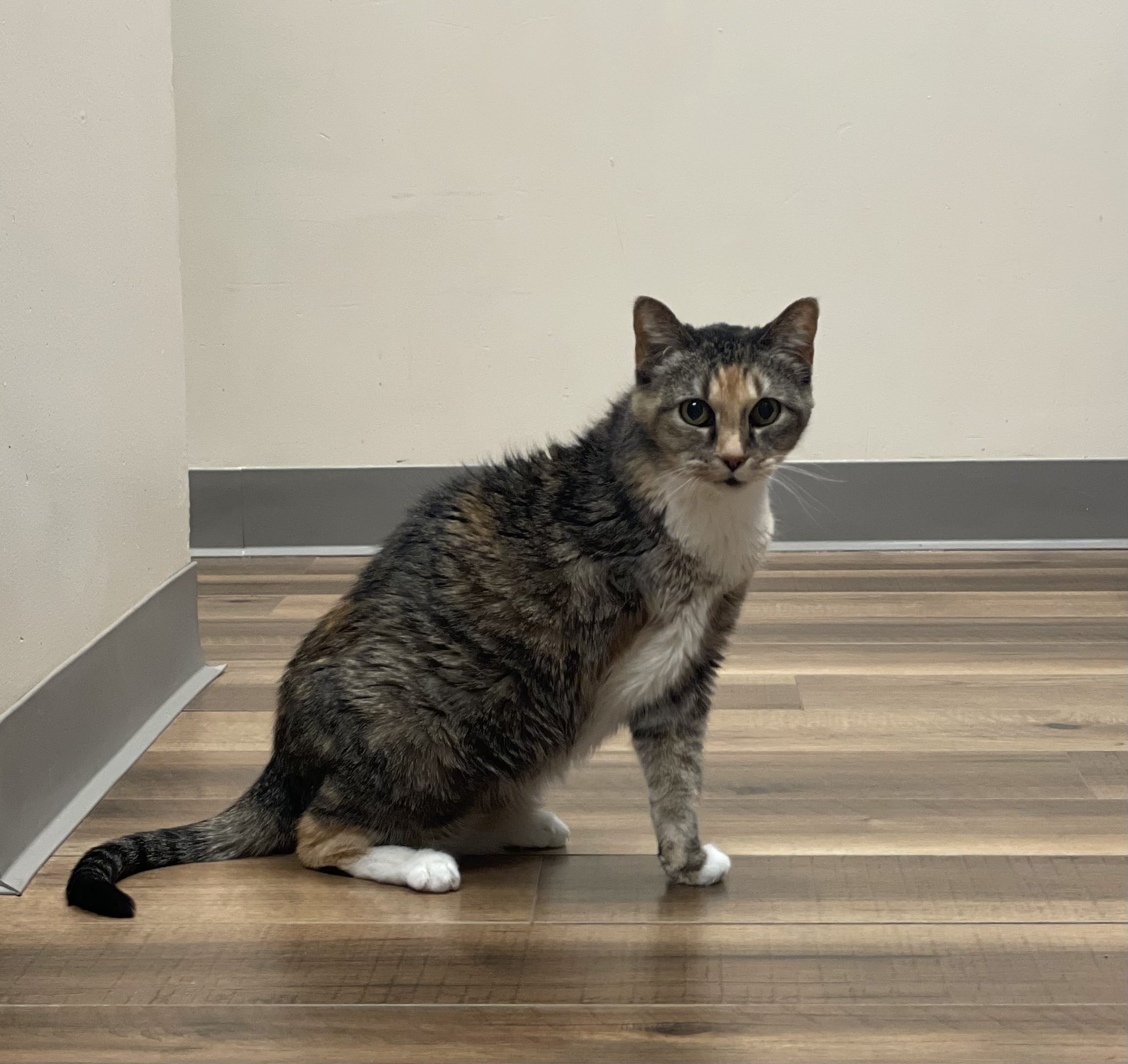 Genesee Veterinary Hospital