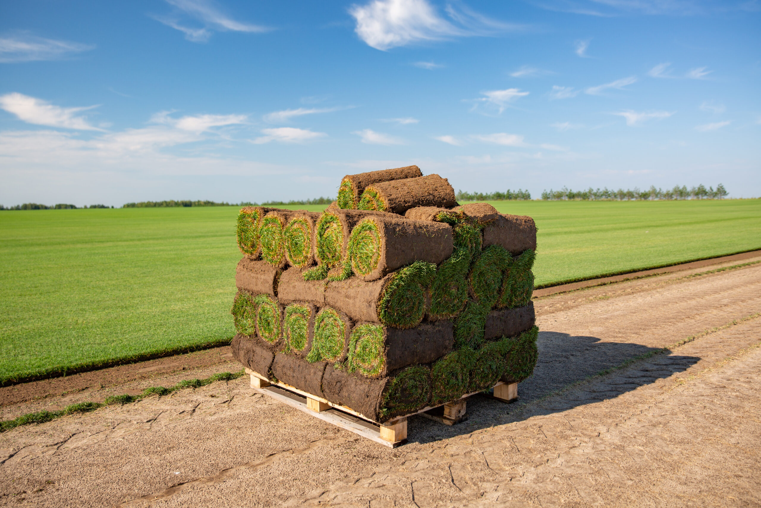 Purchase Sod Genesis Sod Farm