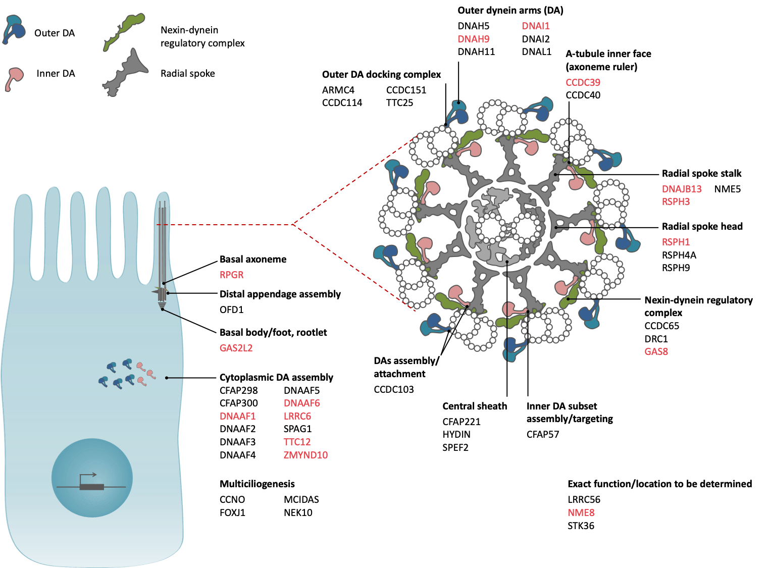Primary ciliary dyskinesia CHILDHOOD DISEASES LABORATORY