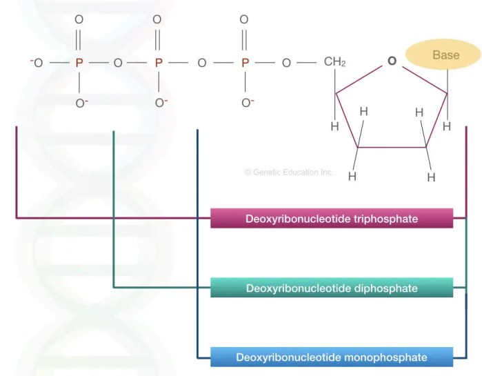 DNA story The structure and function of DNA