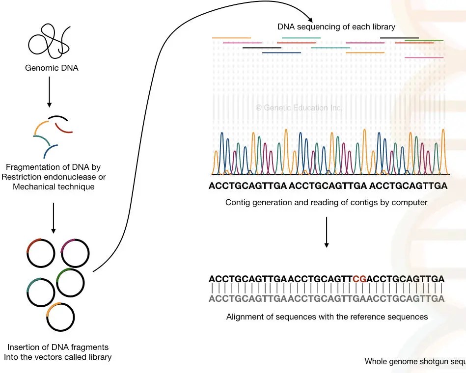 DNA Sequencing History, Steps, Methods, Applications And Limitations