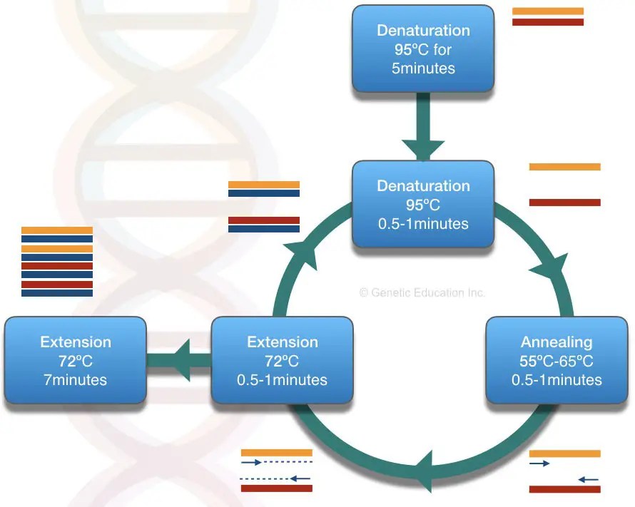 Why is PCR used in the Process of DNA Sequencing?