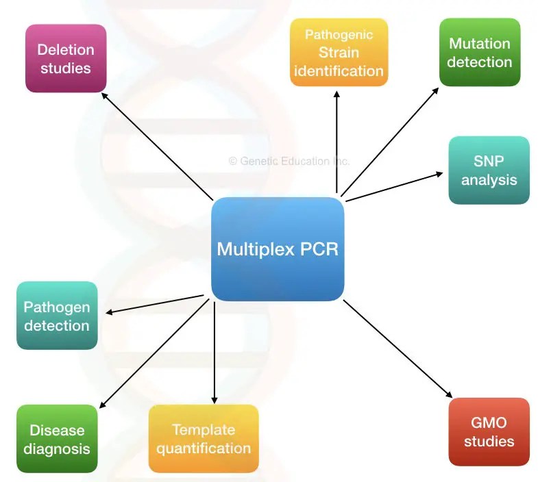 Multiplex PCR Principle, Process, Protocol, Advantages, Limitations