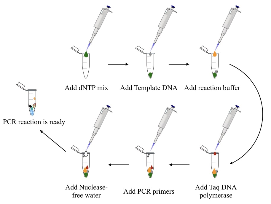How to Prepare an Excellent PCR Reaction? A stepbystep Guide