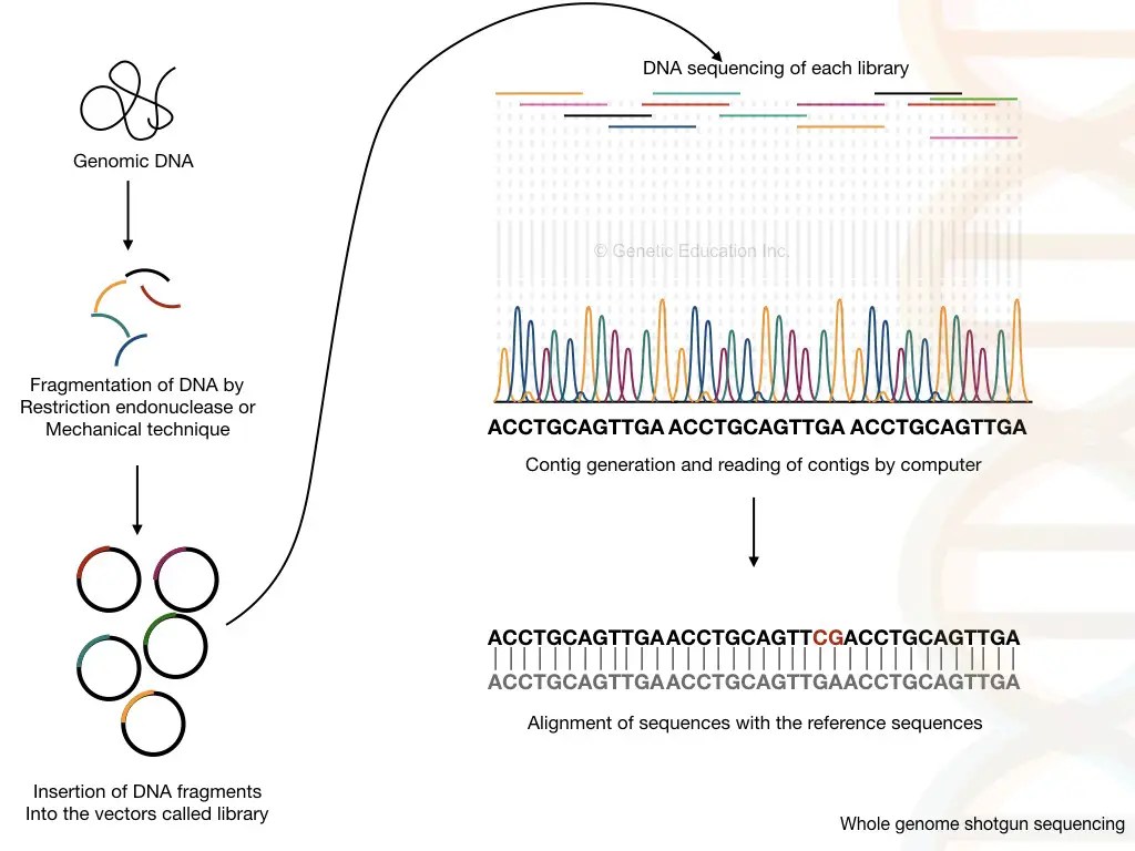 3 Of The Best Genome Sequencing Methods