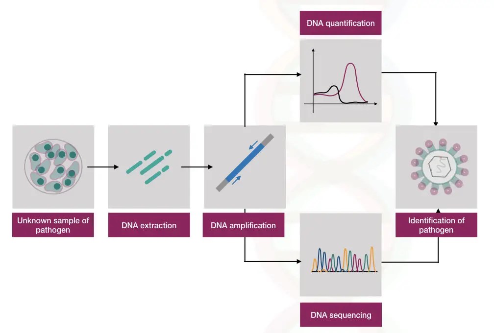 50 Powerful Applications Of PCR