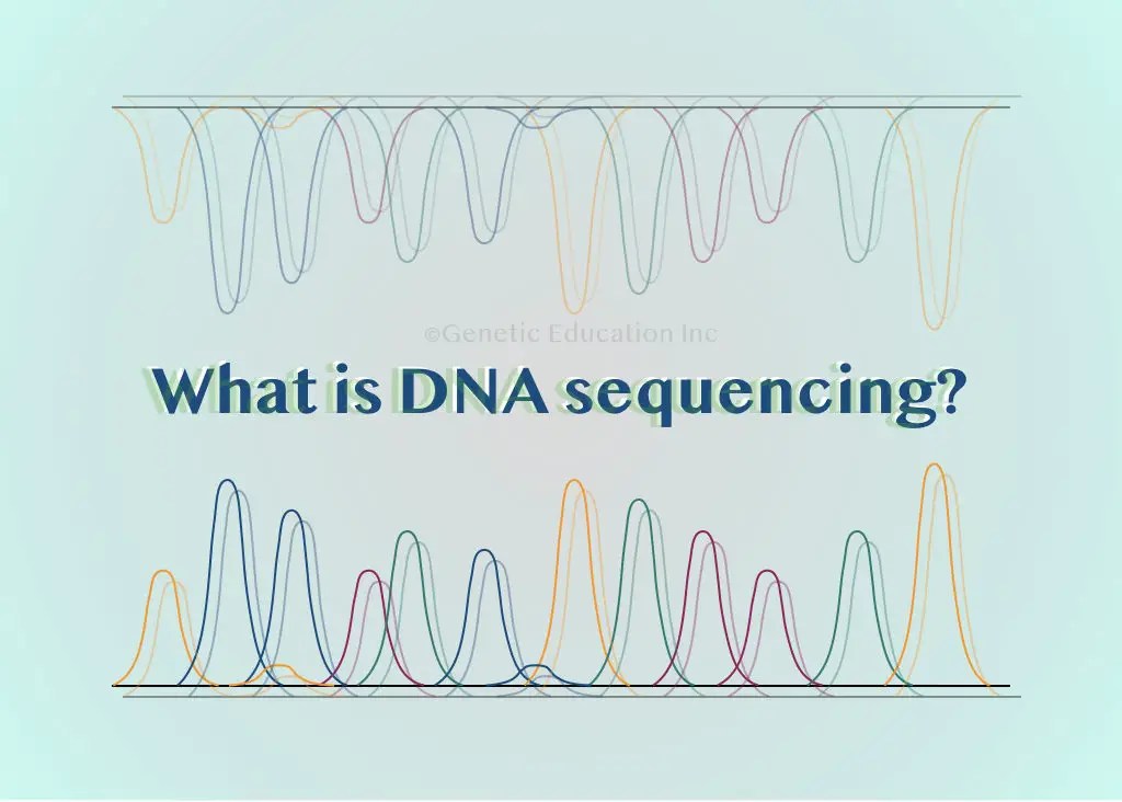 What Is DNA Sequencing? A Beginners Guide