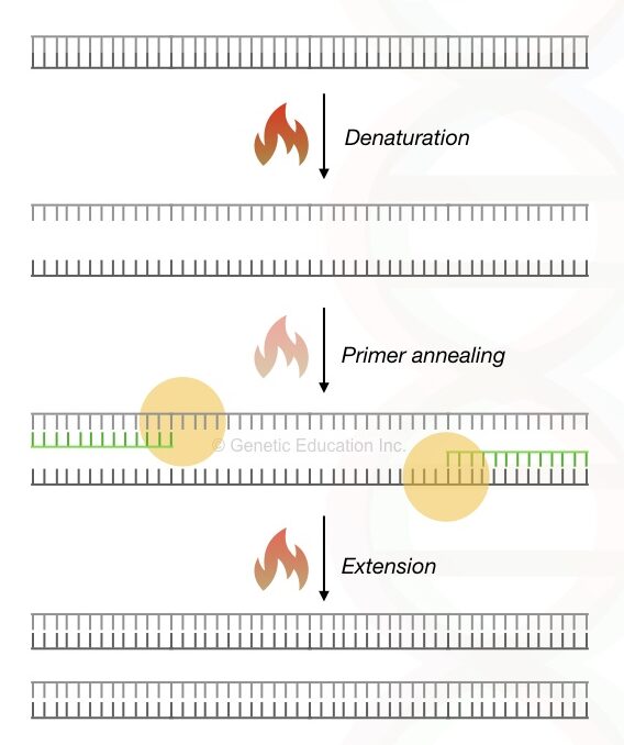 Differences Between Probe Vs Primer