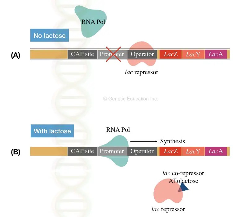 trp & lac Operon and Gene Regulation in Bacteria Education