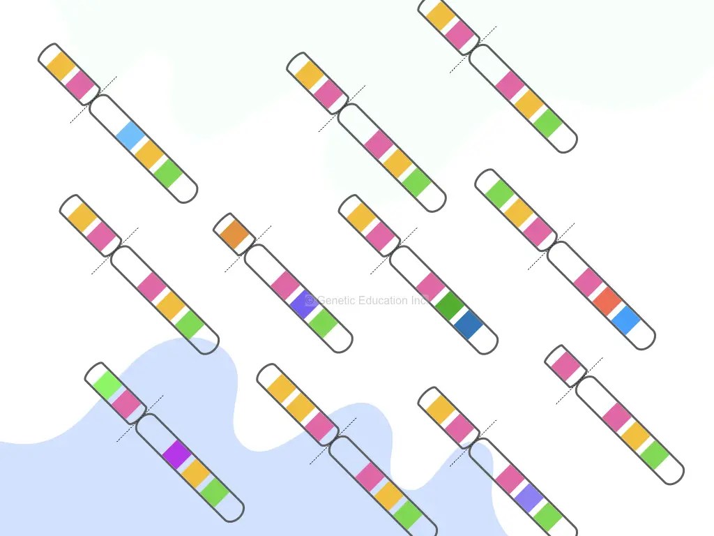 What is Copy Number Variation and How to Detect it? Education