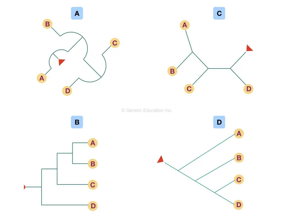 What is a Tree and How to Construct it? Education