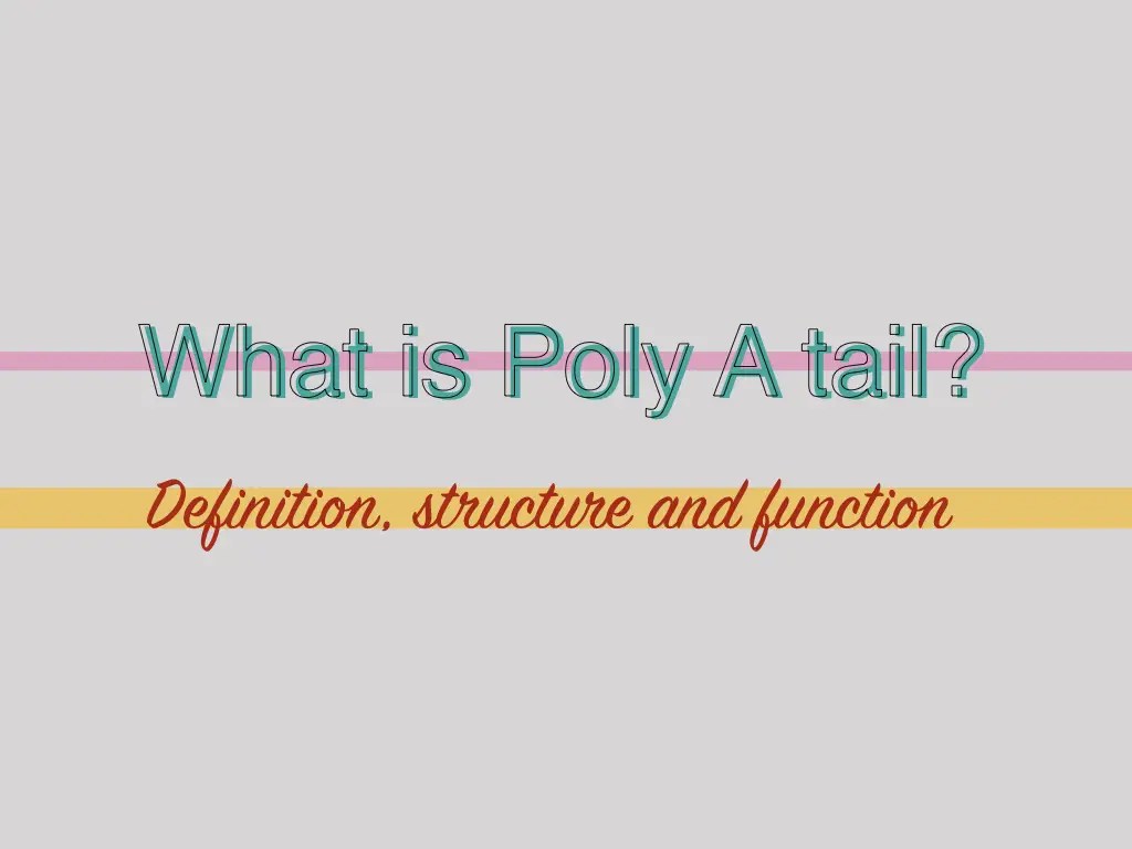 What is PolyA tail? Definition, Structure and Function