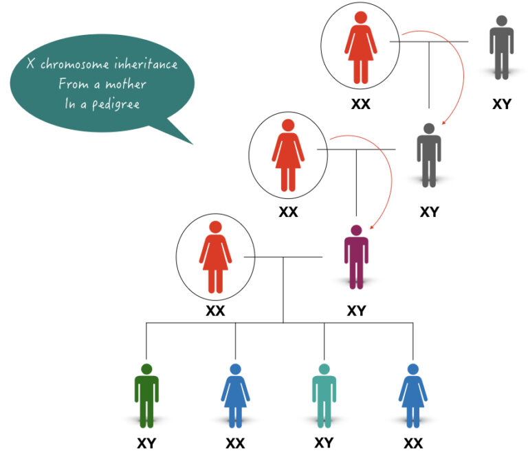 What Genes, Traits and Disorders are inherited from the Mother only