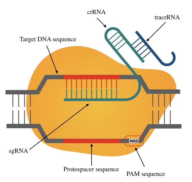 Importance of PAM Sequence (Protospacer Adjacent Motif) in CRISPR System Education