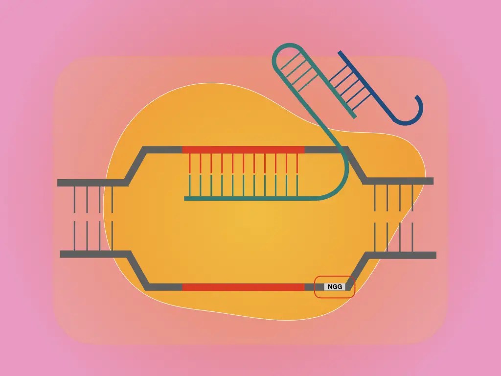 Importance of PAM Sequence (Protospacer Adjacent Motif) in CRISPR
