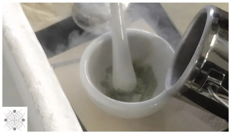 Tissue Homogenization Techniques for RNA Extraction Education