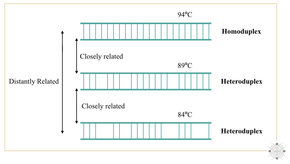 What is DNA hybridization and How does it occur?