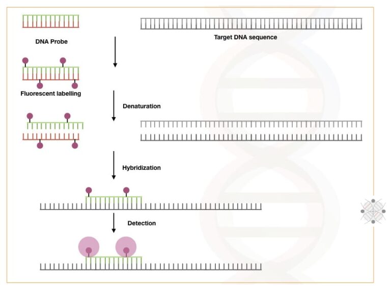 What is DNA hybridization and How does it occur?