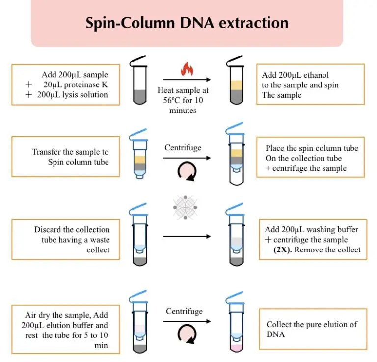 Advantages and Limitations of Spin Column DNA Extraction Technique